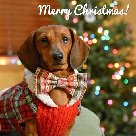 23 Best Dachshund Christmas Tree Ornaments Images On Pinterest