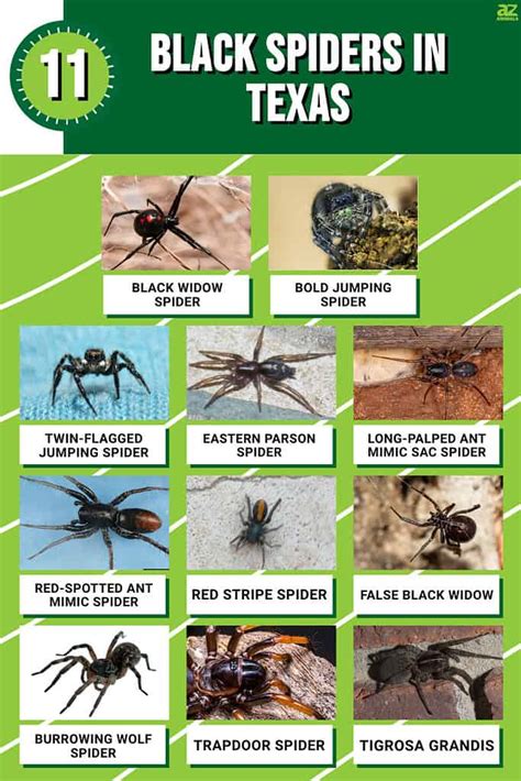 11 Black Spiders In Texas A Z Animals