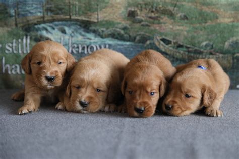 Clover S Dark Red Golden Retriever Puppies Windy Knoll Golden Retrievers