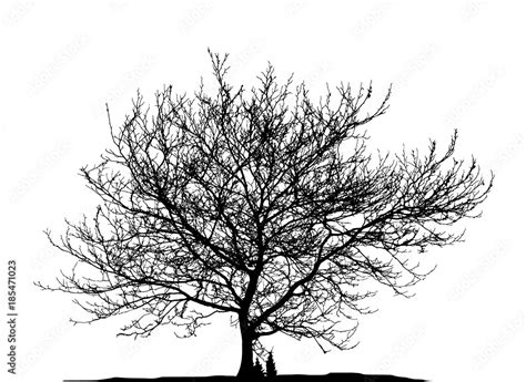 Realistic tree silhouette(Vector illustration).ai10 Stock Vector ...