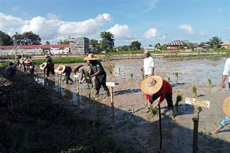 Langsa Sulap Lahan Tidur Jadi Sawah Halaman 7