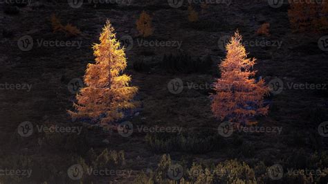 Larch Tree Stock Photos, Images and Backgrounds for Free Download