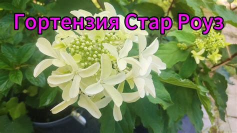 Эта гортензия затмит ВСЕХ! Стар Роуз - восторг гарантирован! Аналогов ...