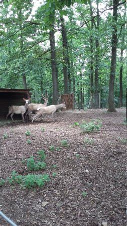 Parc A Gibier Saint Hubert 2018 Ce Qu Il Faut Savoir Pour Votre