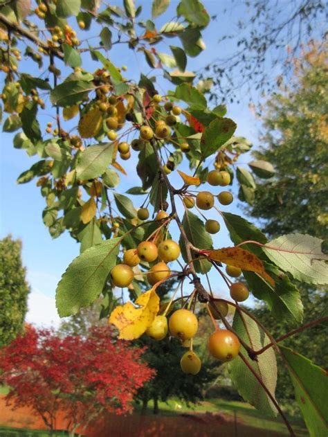 Golden Raindrops® Crabapple Malus Transitoria ‘schmidtcutleaf