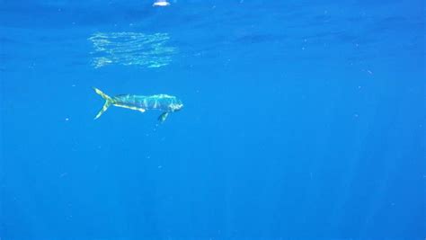 Mahi Mahi Underwater 1080 Hd Footage Of Saltwater Game Fish Mahi Mahi