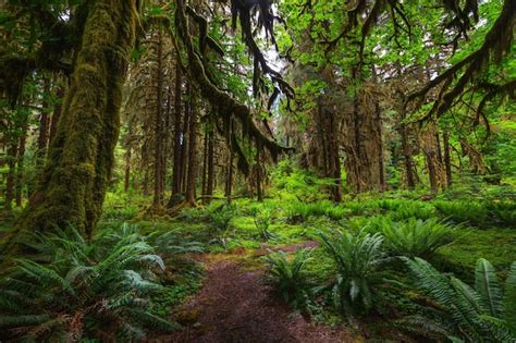 Árvores cobertas de musgo alinham uma trilha no parque nacional