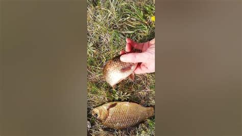 Карасямба попался в Карчяшку🐠🐡 - YouTube
