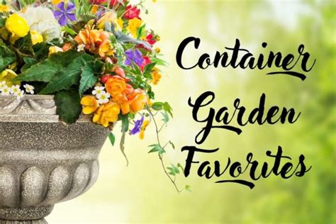 Our Gardeners Picks Container Garden Favorites Merrifield Garden Center