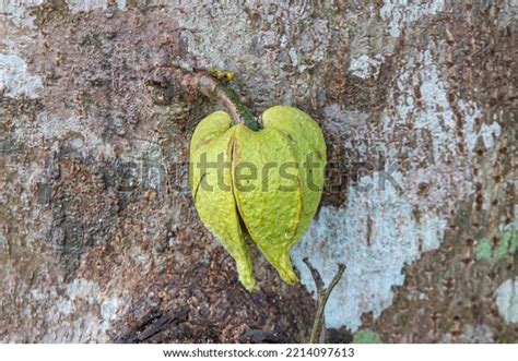 Soursop Flower Growing On Stem Stock Photo 2214097613 | Shutterstock