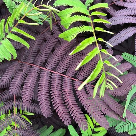 Albizia Julibrissin Summer Chocolate Arbre Soie Au Feuillage Fonc