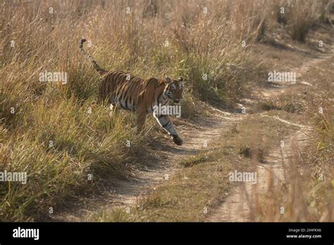 Royal Bengal Tiger Lying Down Blocking The Forest Road In A National