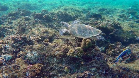 Sea Turtle Swims Over Top Of Coral Reef With Surgeon Fish Swims Around