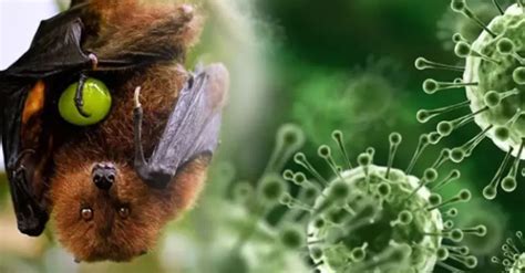 Vírus Nipah No Brasil - Ministério da Saúde nega circulação do vírus Nipah no Brasil - Pardal ...