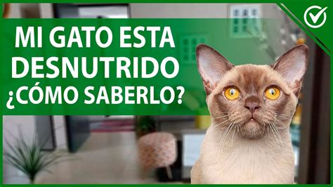 Cómo Saber si mi Gato Está Desnutrido Qué Hago si mi Gato Está muy