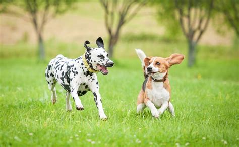 他の犬を見ると吠えるドッグランやお散歩で初対面の犬と仲良くさせる方法 松波動物メディカル ペットのお役立ちコラム