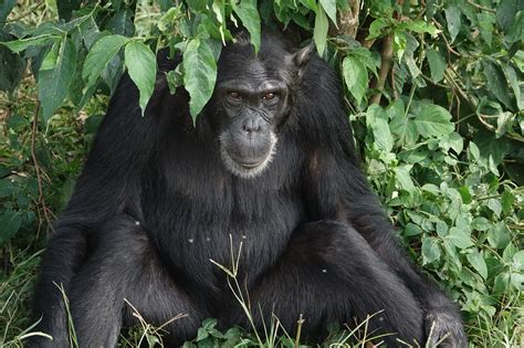 5 Days Rwanda Primate Safari Adventure Chimpanzee Gorilla Trekking