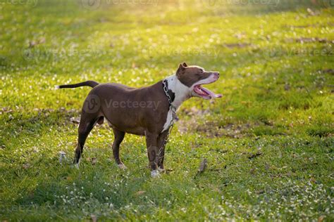 Brown pitbull puppy on the green field. 10055153 Stock Photo at Vecteezy