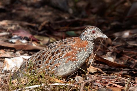 Keeping and breeding the painted button quail - Aviculture Hub