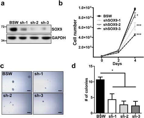 SOX9 knockdown inhibits proliferative and colony-forming properties of ... 