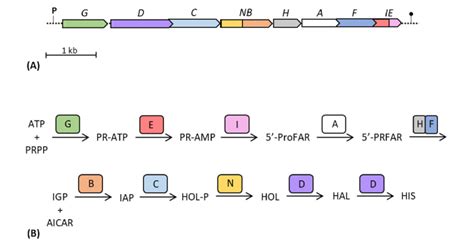 Schematic Representation Of The Gene Structure Of The His Operon Of E