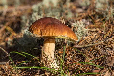 Edible Brown Mushroom Leccinum Scabrum Grow Stock Image Image Of