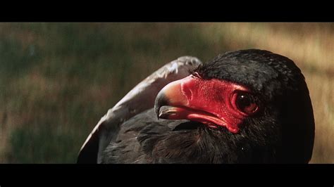 The Naked Prey Blu Ray Cornel Wilde