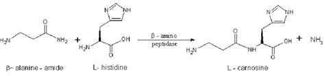 Synthesis Of L Carnosine From Two Amino Acids β Alanine Amide And