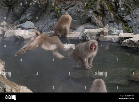 Snow Monkeys At Jigokudani Monkey Park In Yamanouchi Nagano Prefecture