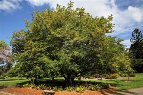 Paraiso Das Árvores Tamarindeiro Tamarindus Indica Tudo Em Árvores E