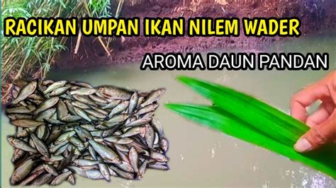 Langsung Tes Racikan Umpan Ikan Nilem Wader Terbaru Aroma Daun Pandan