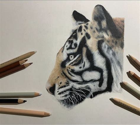 Realistic Tiger Drawing