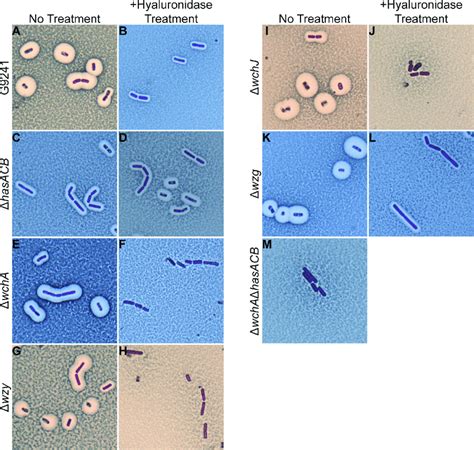 Capsule Production By Capsule Mutants Maneval Stain Of Cells From H