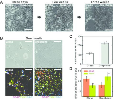 Enhanced Differentiation Of Human NSCs On Graphene Substrates As