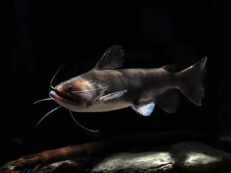 The Complete Guide to Gulper Catfish Care | Fishkeeping World