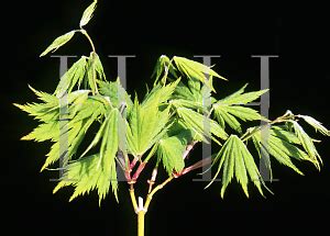 Horticopia Acer Palmatum Matsumurae Group Ki Hachijo Japanese