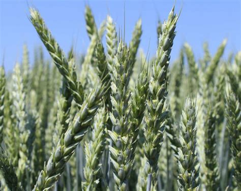 Продажа Боровик в Беларуси