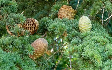 Кедр (Cedrus, Pinaceae) - описание, виды, фото, уход, пересадка ...