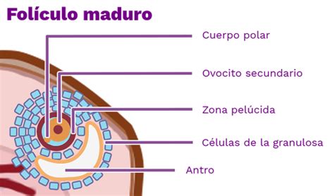 Fol Culo Terci Rio