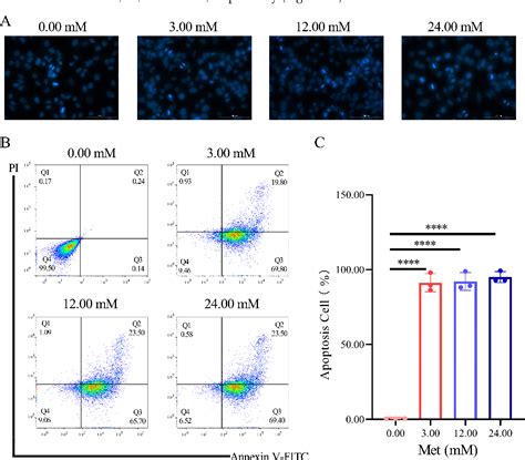 Figure 1 From Potential Mechanisms Of Metformin Induced Apoptosis In