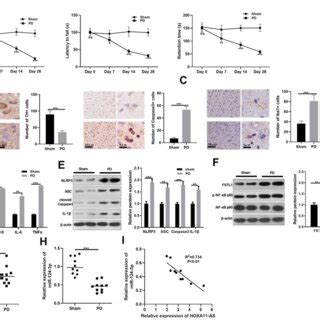 Expression Characteristics Of LncRNA HOXA11 AS And MiR 124 3p In PD