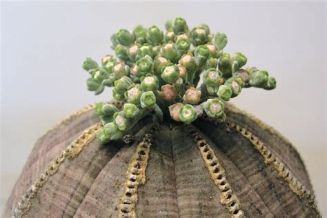 Euphorbia Obesa Female In Flower Franklin Conservatory Flickr