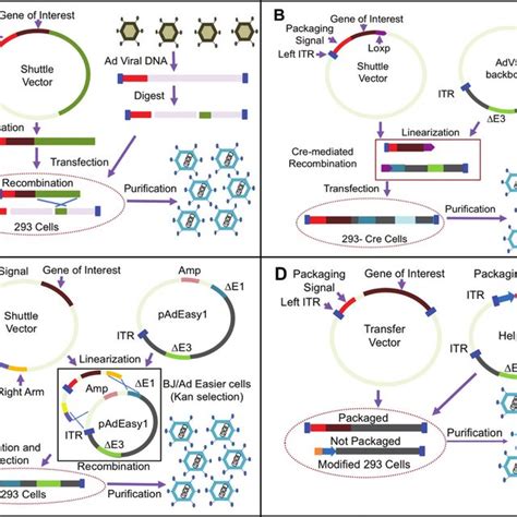 Adenovirus Structure And Genome Organization A Graphical