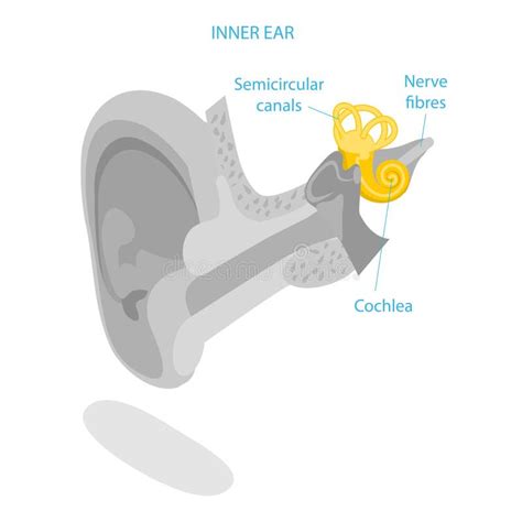 3D Isometric Flat Vector Illustration of Human Ear Anatomy. Item 1 ...