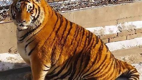 'World's fattest tigers' become unlikely tourist attraction after ...