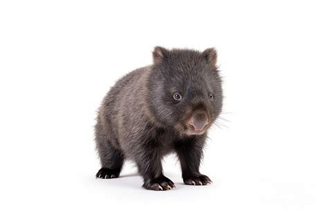 Wombat Joey Isolated On White Background Digital Art By Benny Marty Fine Art America