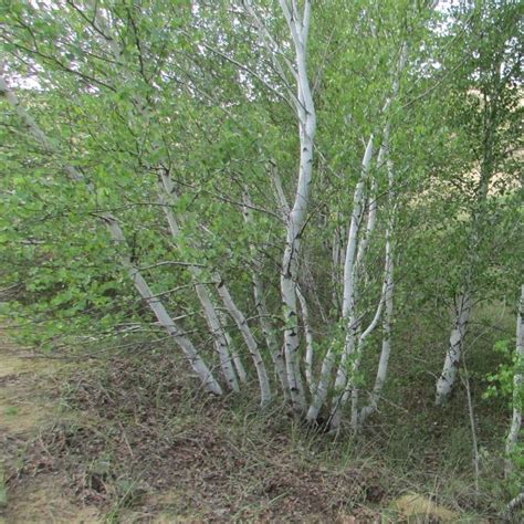 Betula Alba Betulla Cespuglio Vendita Piante Online