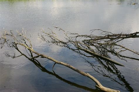 A Roots Of Trees In The Water Reflection Of Tree Branches Stock Photo