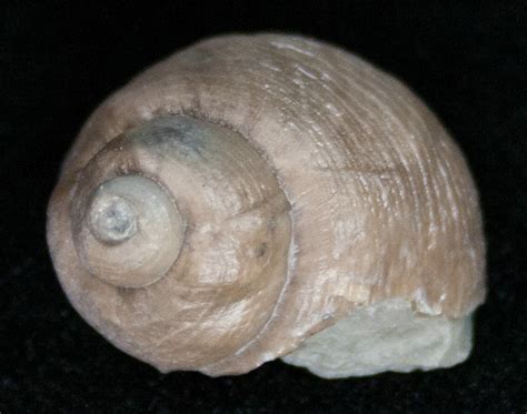 Fossil Gastropod (Cyclonema) Ordovician - Ohio (#11479) For Sale ...