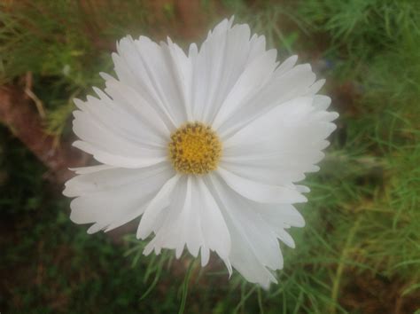 White Cosmos White Cosmo Plants My Flower